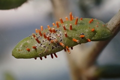 Puccinia cryptandri