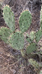 Opuntia engelmannii