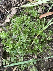 Atrichum undulatum