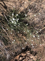 Cryptantha intermedia