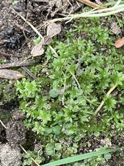 Atrichum undulatum