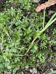 Atrichum undulatum