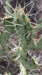 Insara elegans