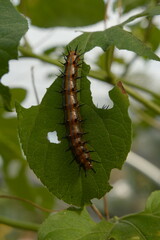 Dione vanillae