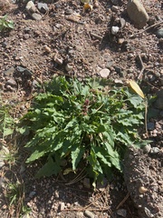 Blitum capitatum