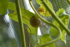 Bradybaena similaris