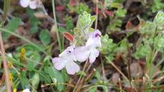 Salvia axillaris