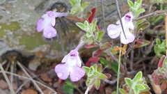 Salvia axillaris