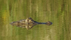 Caiman latirostris