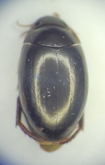 Agabinae
