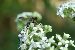 Isodontia exornata