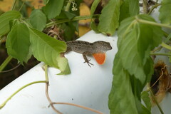 Anolis sagrei