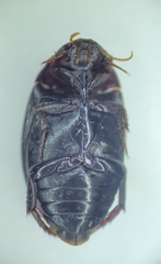 Agabinae