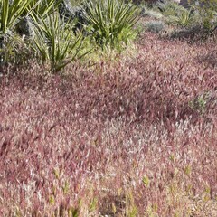 Bromus rubens