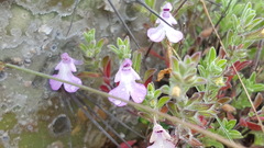 Salvia axillaris