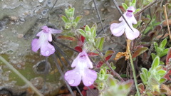 Salvia axillaris