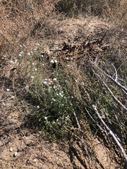 Cryptantha intermedia