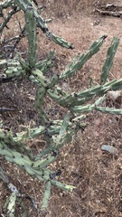 Cylindropuntia acanthocarpa
