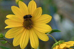 Megachile xylocopoides