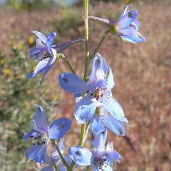 Delphinium parishii