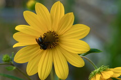 Megachile xylocopoides