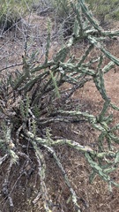 Cylindropuntia acanthocarpa