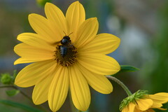 Megachile xylocopoides
