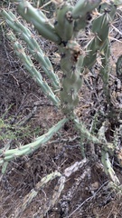 Cylindropuntia acanthocarpa