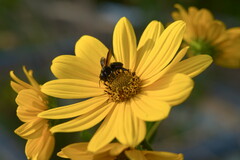 Megachile xylocopoides