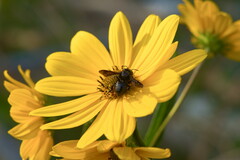 Megachile xylocopoides