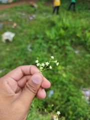Parthenium hysterophorus