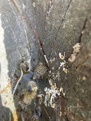 Austrocochlea porcata