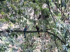 Electron platyrhynchum