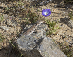 Callopistes maculatus