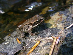 Rana cascadae
