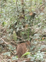 Thylogale stigmatica