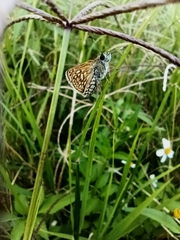 Dardarina dardaris
