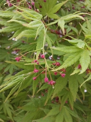 Acer palmatum