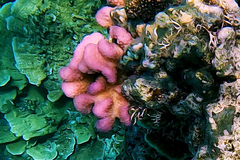 Pocillopora