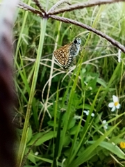 Dardarina dardaris