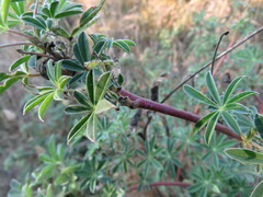 Lupinus rivularis