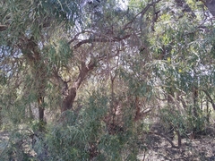 Banksia attenuata