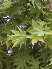 Acer palmatum