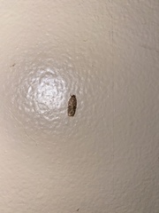 Agonopterix pulvipennella