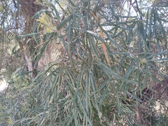 Banksia attenuata