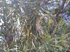 Banksia attenuata