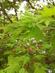 Acer palmatum