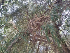 Banksia attenuata