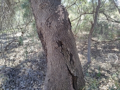 Banksia attenuata