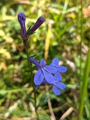 Lobelia batsonii